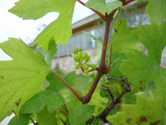 Vines started having grapes.
