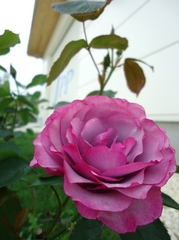 The first rose to bloom this year