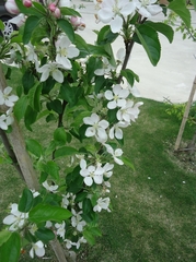 An apple tree let full bloom tear the flower