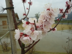 The flowers of the apricot are in full bloom