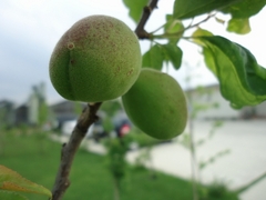 Apricots begin to change color
