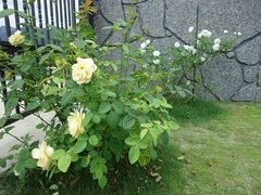 Beautiful Osato Laboratory garden even in the heat of summer