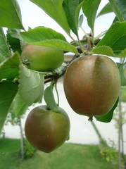 Apple trees started to bear fruits.