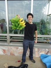 Second bunch of bananas harvested in our greenhouse
