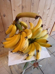 Third bunch of bananas harvested in our greenhouse