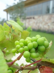 Grapes are growing really well. 