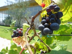Grapes in the Osato Laboratory garden