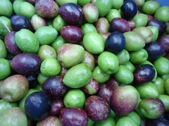Olive harvest festival