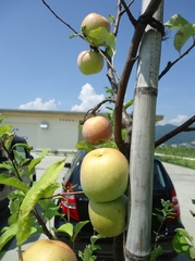 Apples in Osato Laboratory garden