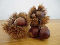 A synonym for autumn, harvest of chestnuts