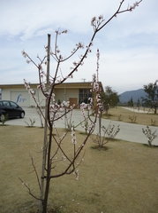 Apricot flowers are in bloom again this year!