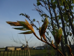 Shooting leave buds of beech trees 