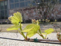 New leaves of Grapes