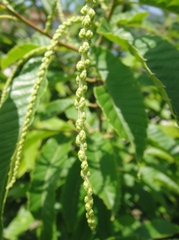 Chestnut Trees with flower buds