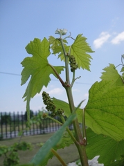 Little Flower Buds of Grapes