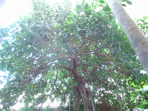 Ficus-004.JPG