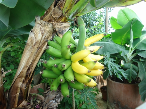 banan-017.JPG