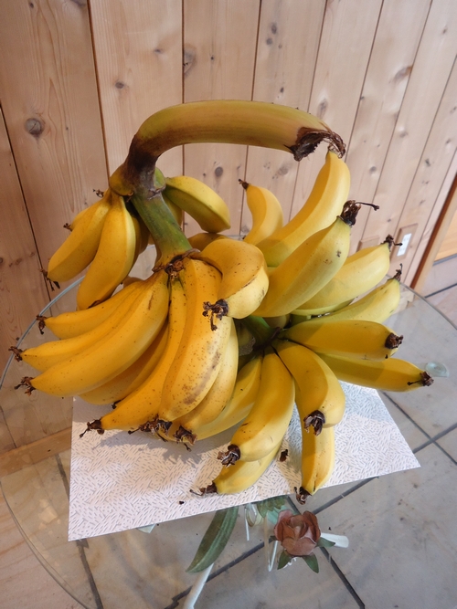 banana-020.JPG