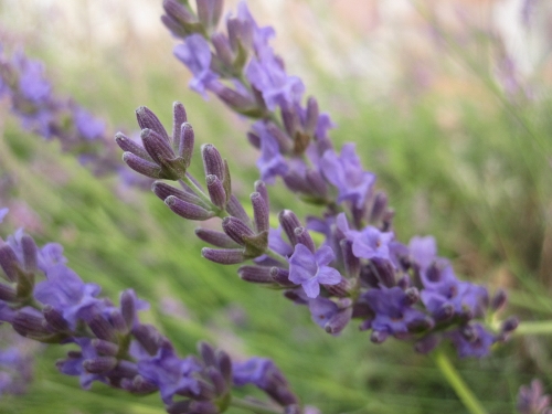lavender-012 (500x375).jpg