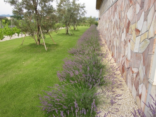 lavender-013 (500x375).jpg