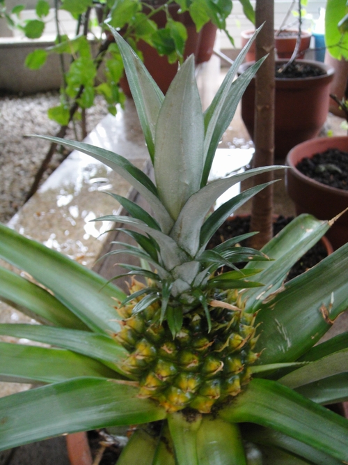 pineapple-006(500x667).jpg