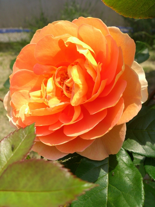 rose-017.jpg