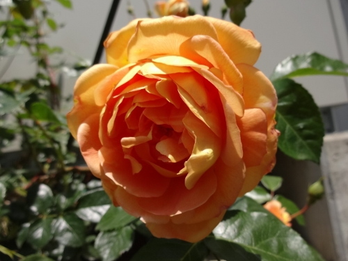 rose-042 (500x375).jpg