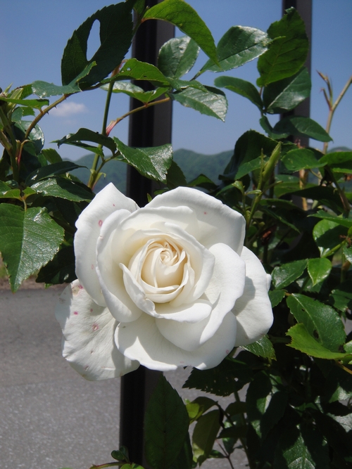 rose-044.JPG