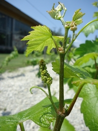 Buds and flower buds of Grapes