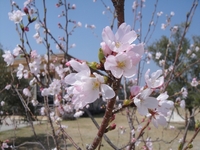 Cherry blossom bloomed